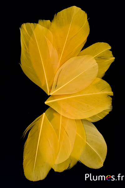 Pétales en plumes - 6-8 x 3-4 cm - safran